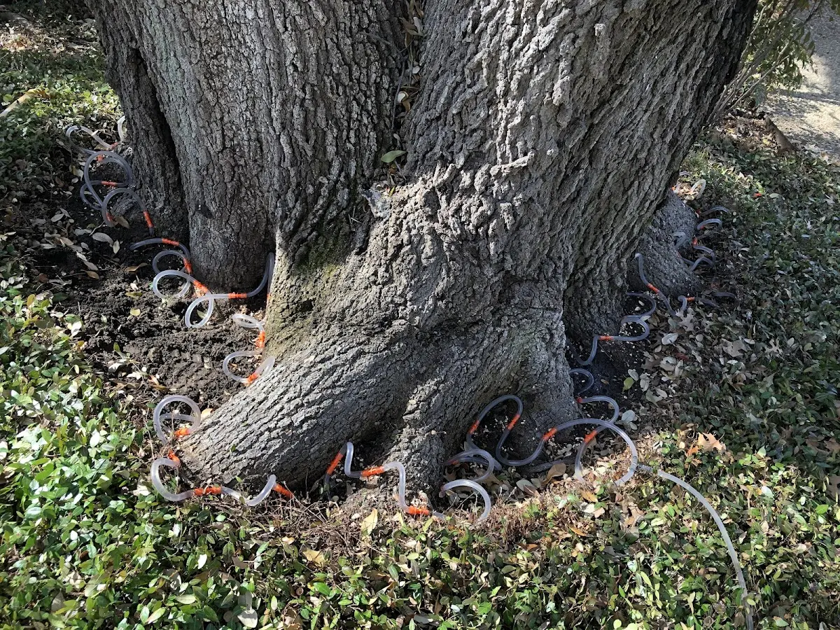 Detailed Tree Cabling and Bracing job site in Keewatin